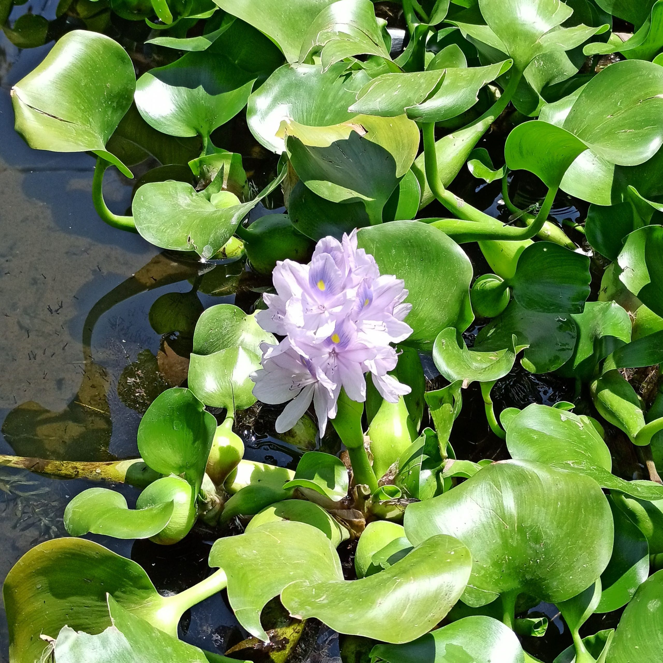 aquarium plant luc binh Eichhornia crassipes