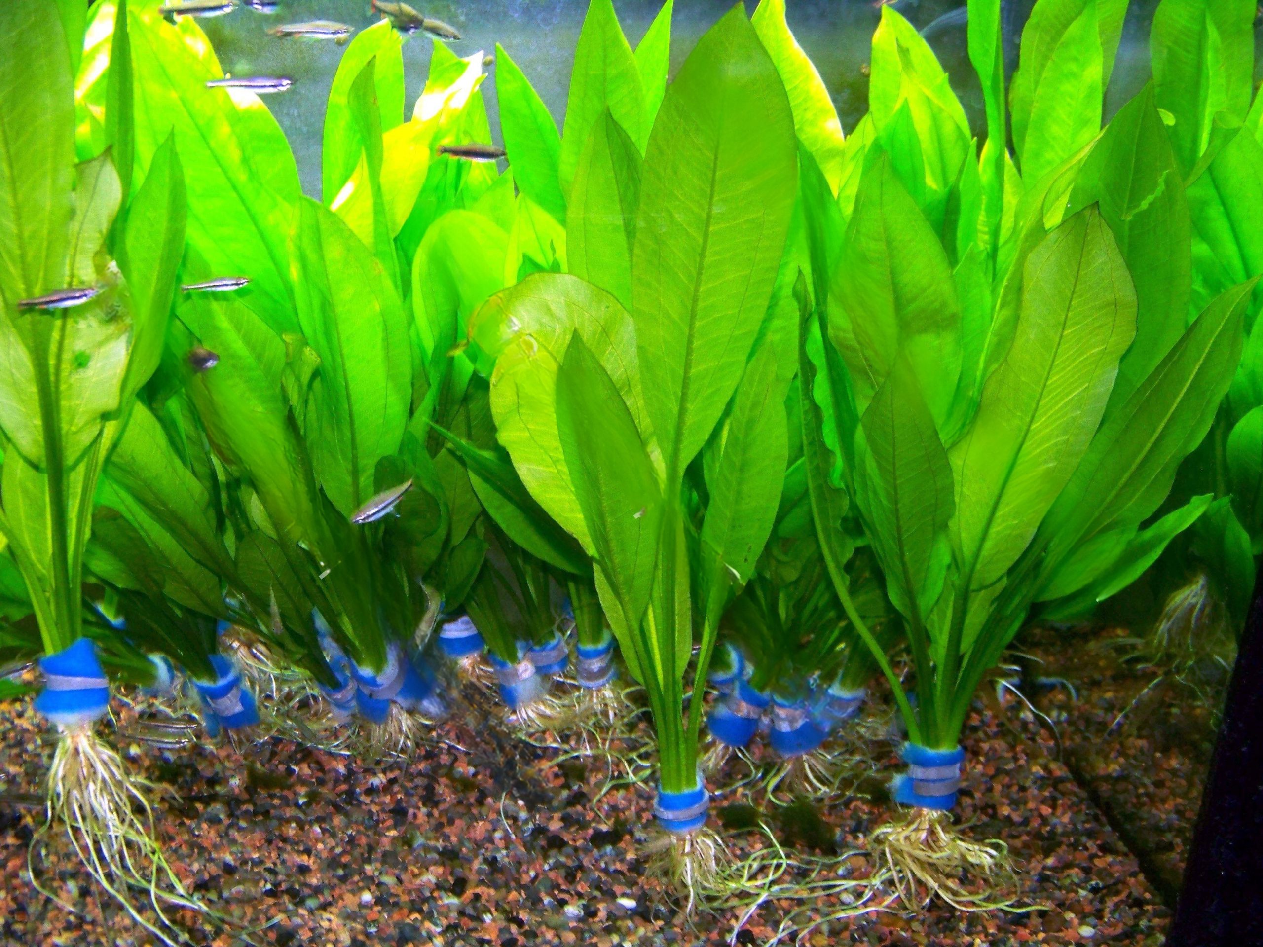 aquarium plant luoi mac Echinodorus grisebachii