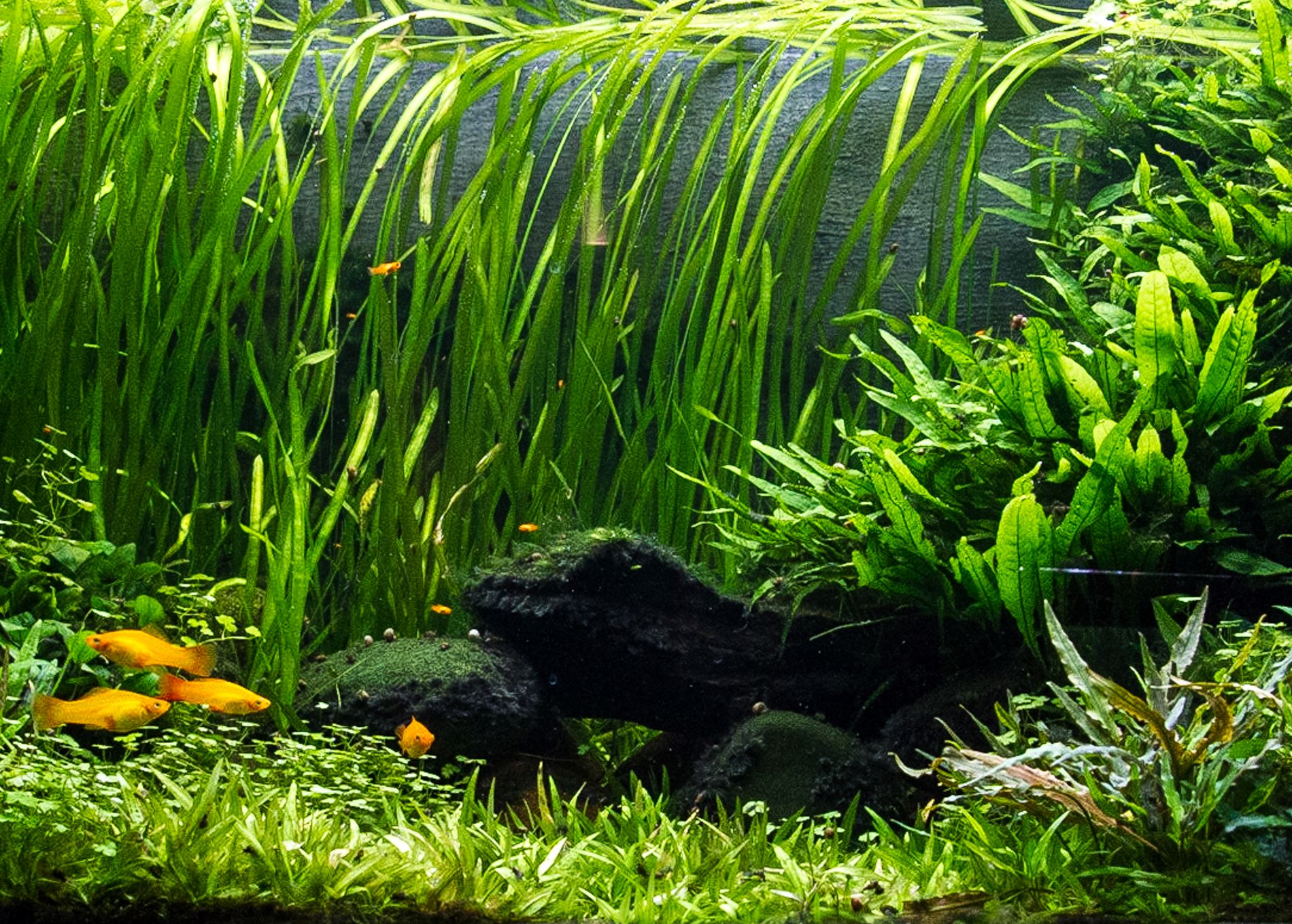 cay thuy sinh aquarium plant rong toc tien Vallisneria spiralis