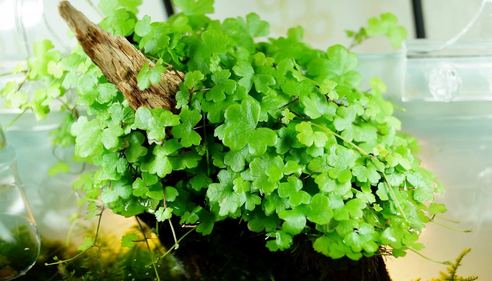aquarium plant rau ma huong Hydrocotyle verticillata
