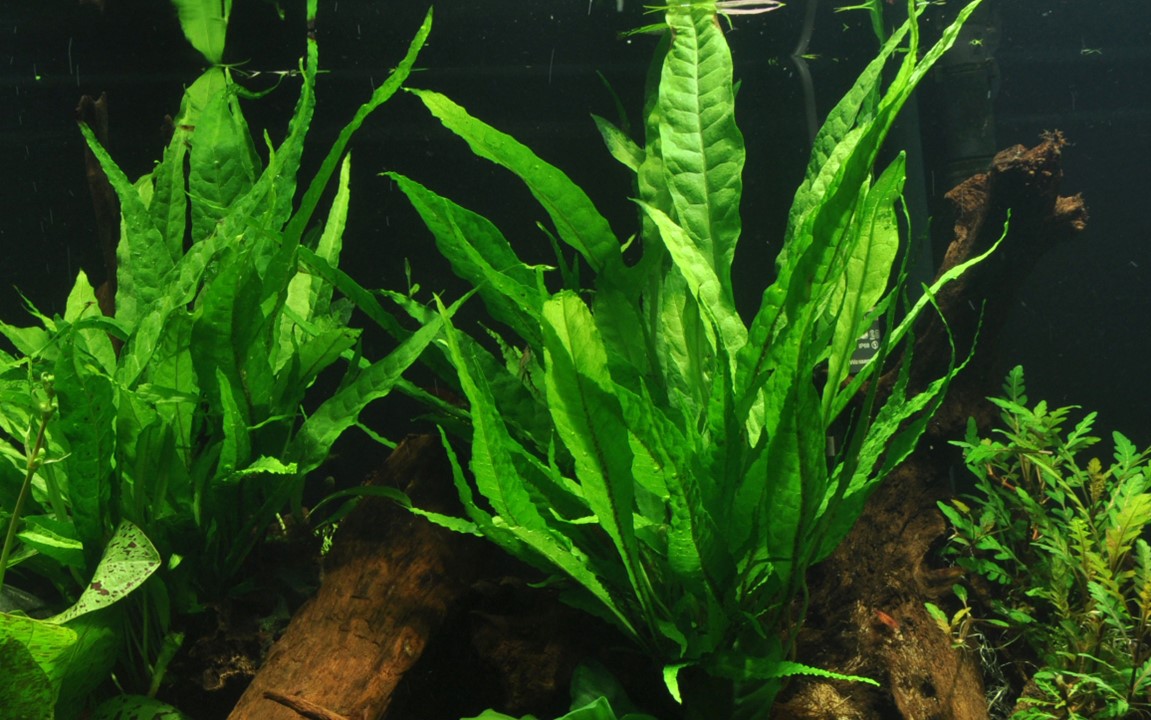 cay thuy sinh aquarium plant duong xi java Microsorum pteropus