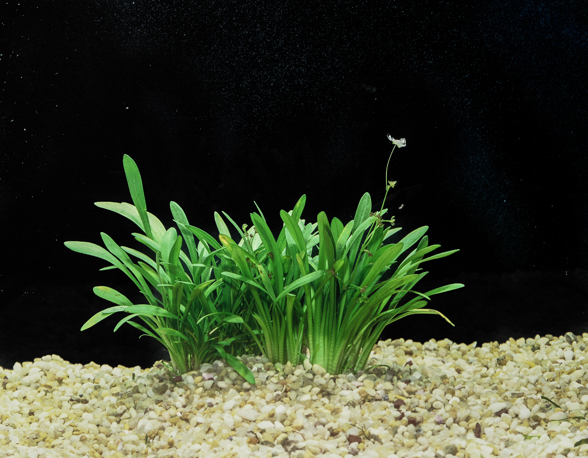 aquarium plant co thia Sagittaria subulata