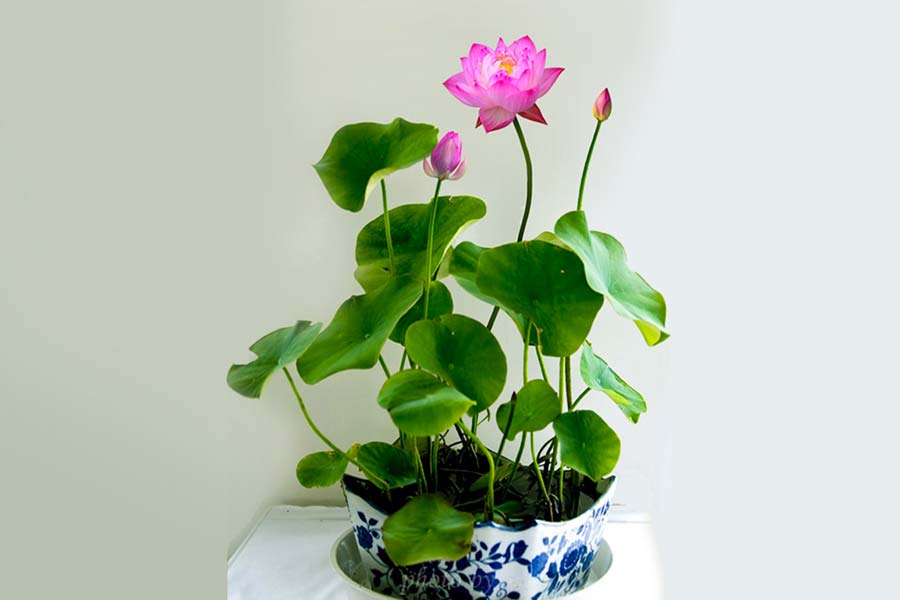 aquarium plant sen mini Nhat Nymphaea nouchali