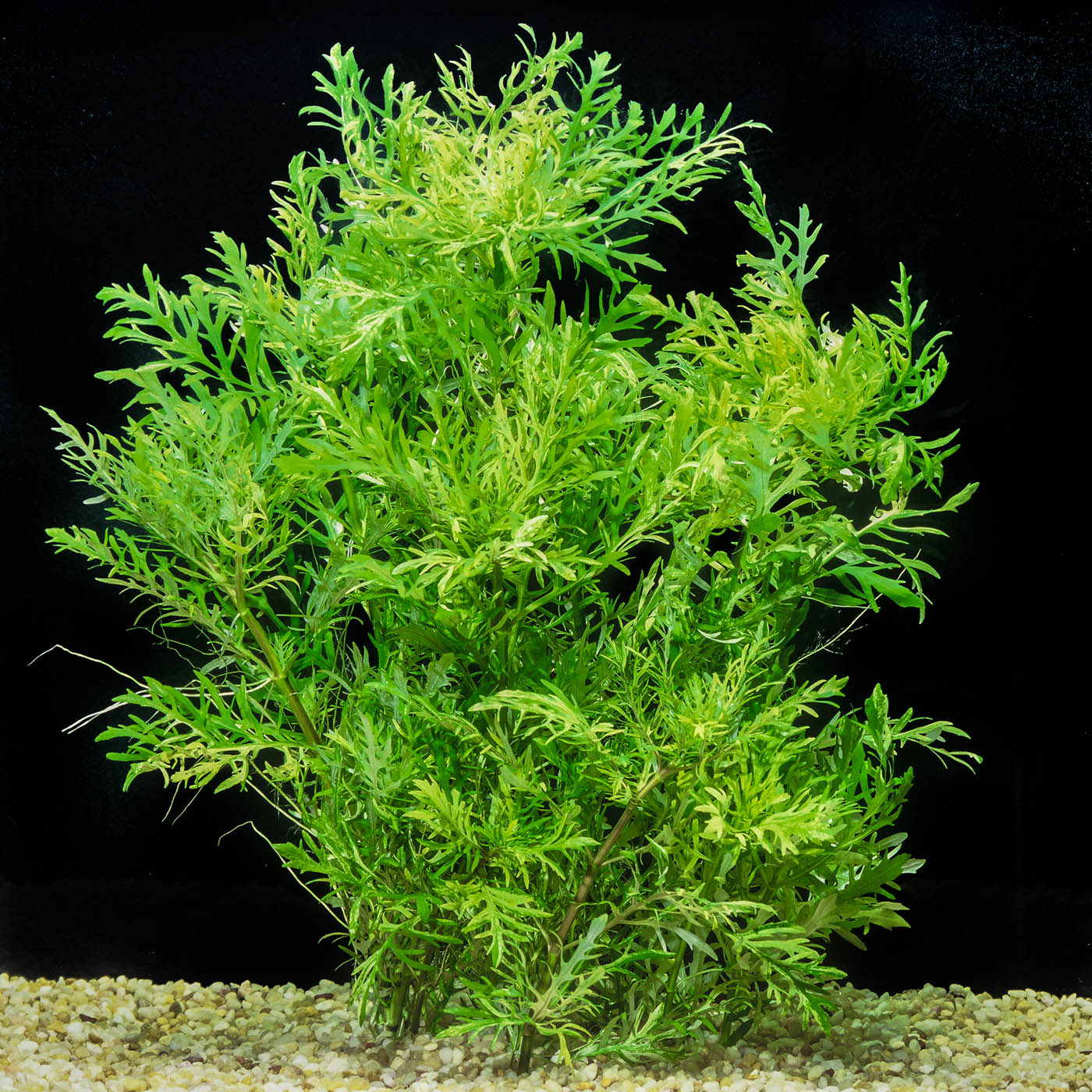 cay thuy sinh aquarium plant thuy cuc Hygrophila difformis