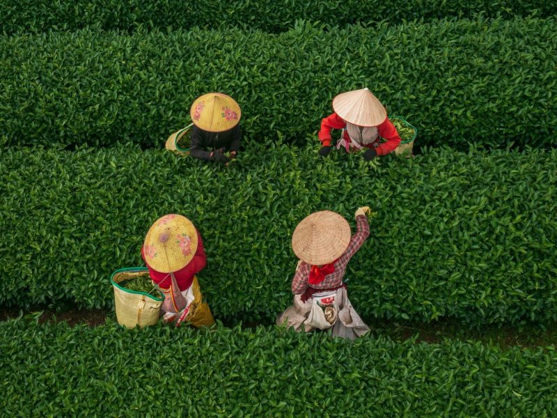 Mộc Châu–Vùng đất của những lá trà nhất phẩm