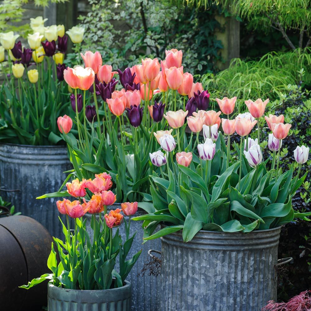 trong hoa tulip lam vuon