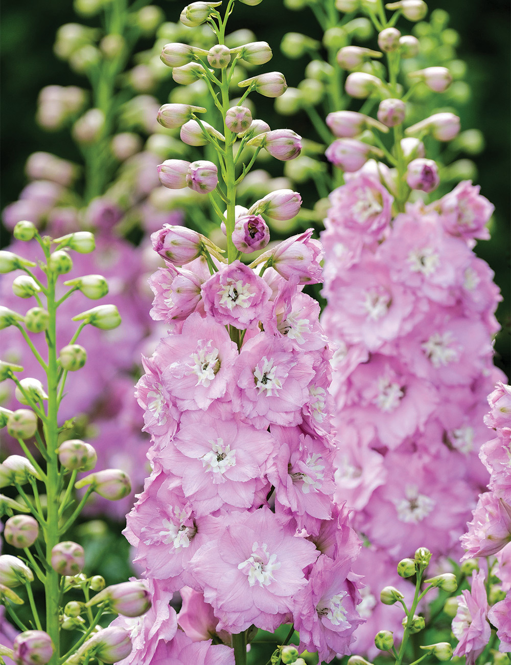 hoa phi yen delphinium larkspur