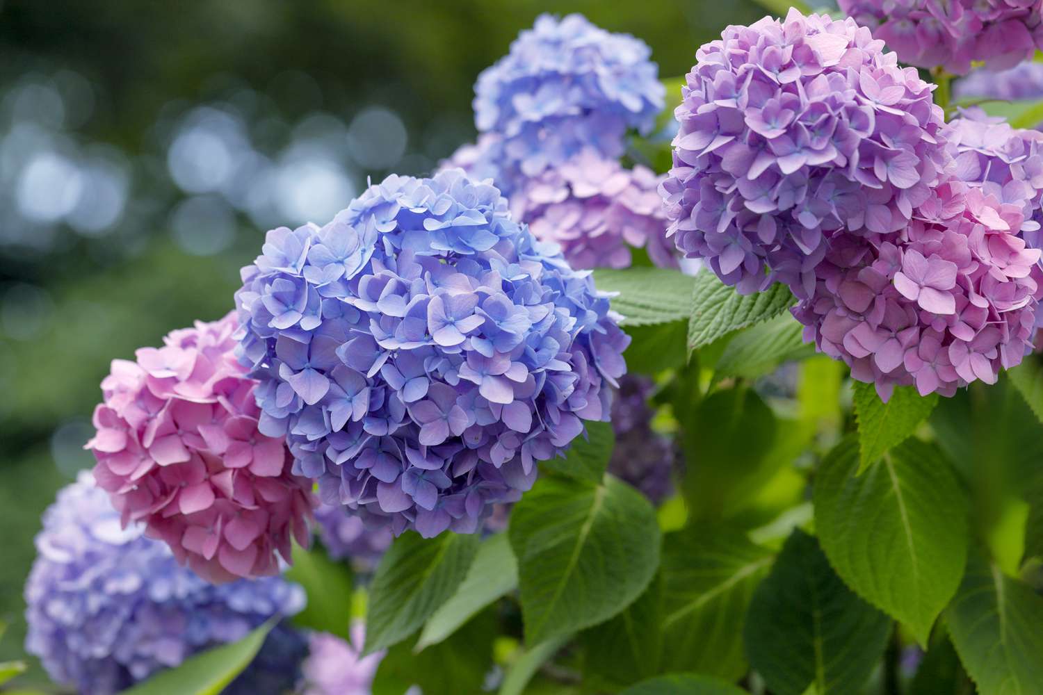 hoa cam tu cau Hydrangea Hortensia tu duong hoa thu cau hoa