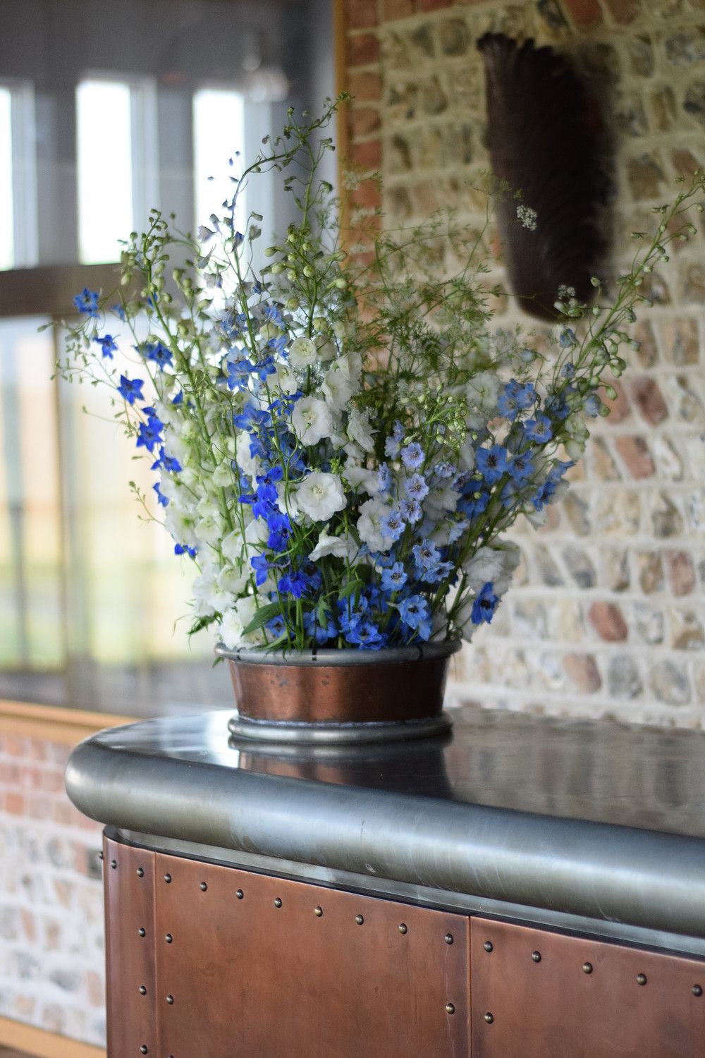 hoa phi yen delphinium larkspur
