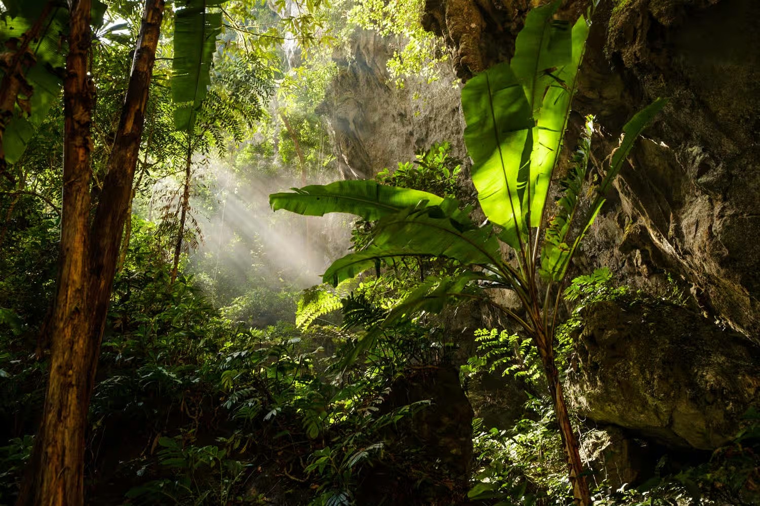 hang dong son doong rung mua nhiet doi