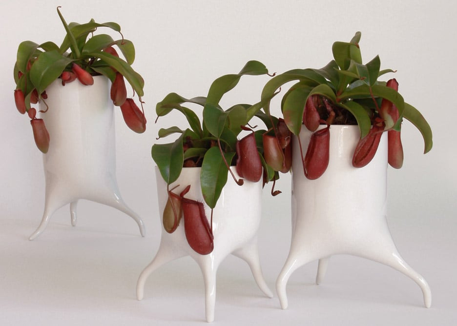 plant pot flower pot Carnivora Tim van de Weerd