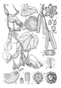 Aristolochia decandra