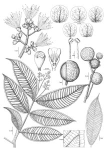 Syzygium ngheanense