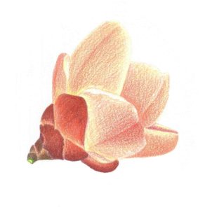 Hoa si Thanh Nha 3