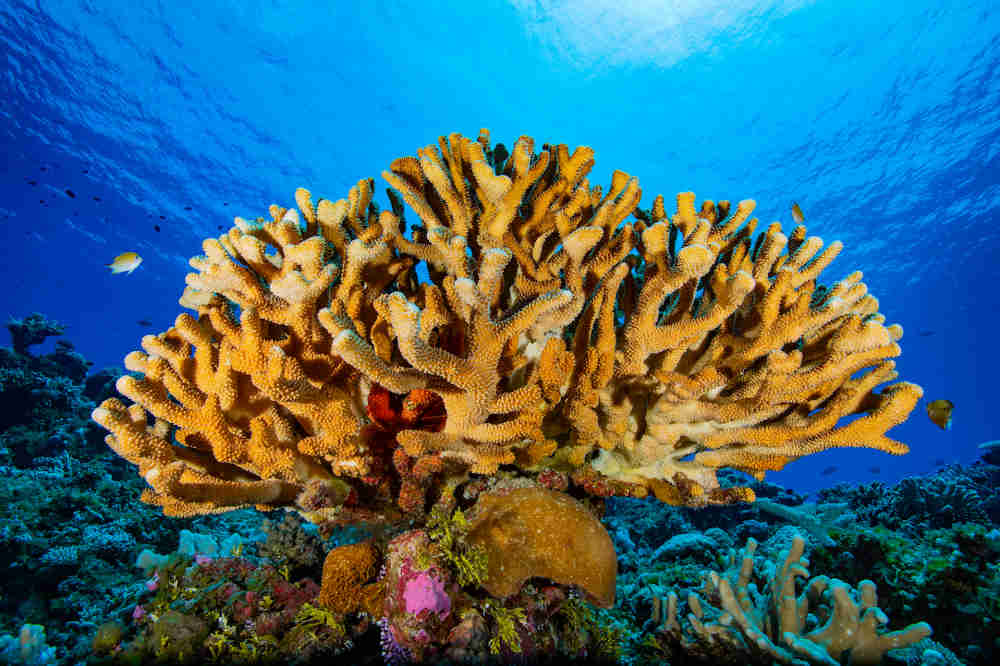 san ho coral reef polyp