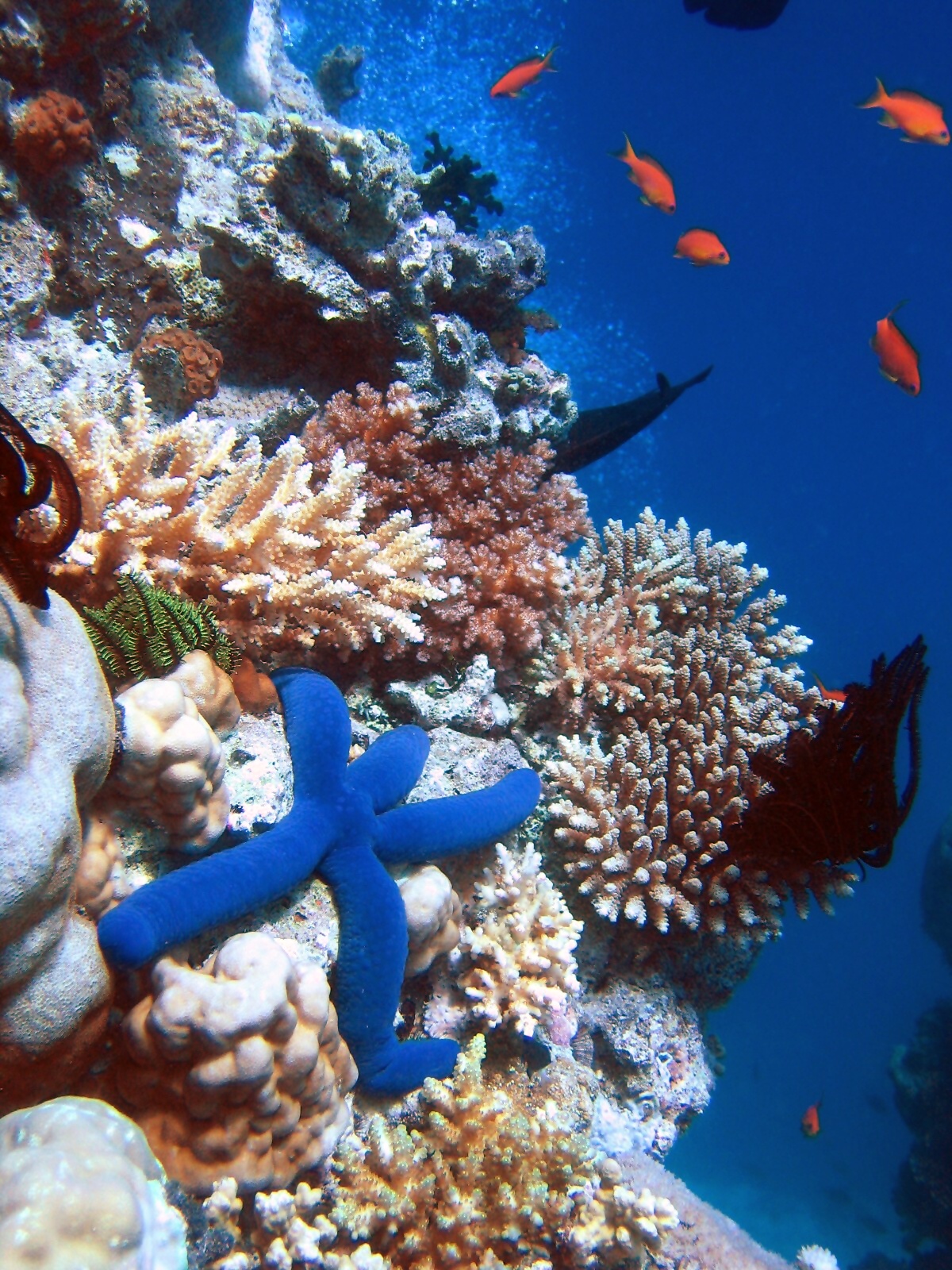 coral reef polyp