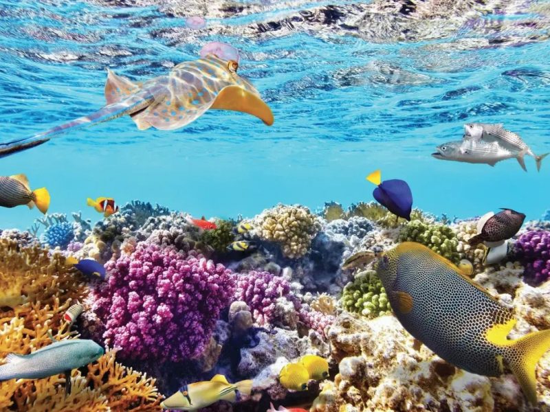 San hô: Những khu rừng sặc sỡ nơi đáy đại dương