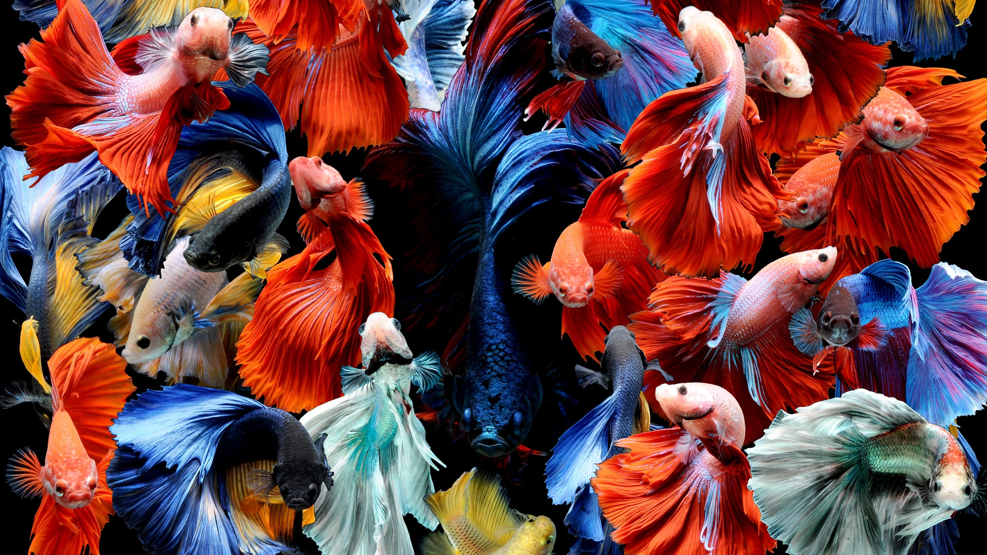 ca betta Siamese fighting fish
