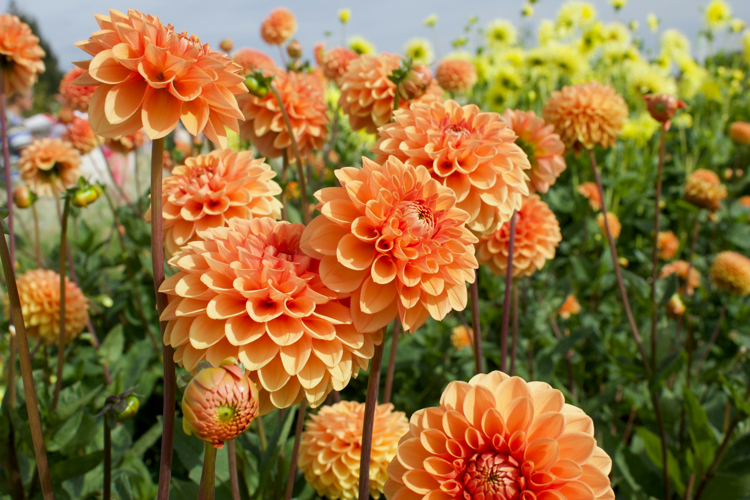 hoa thuoc duoc Dahlia flower