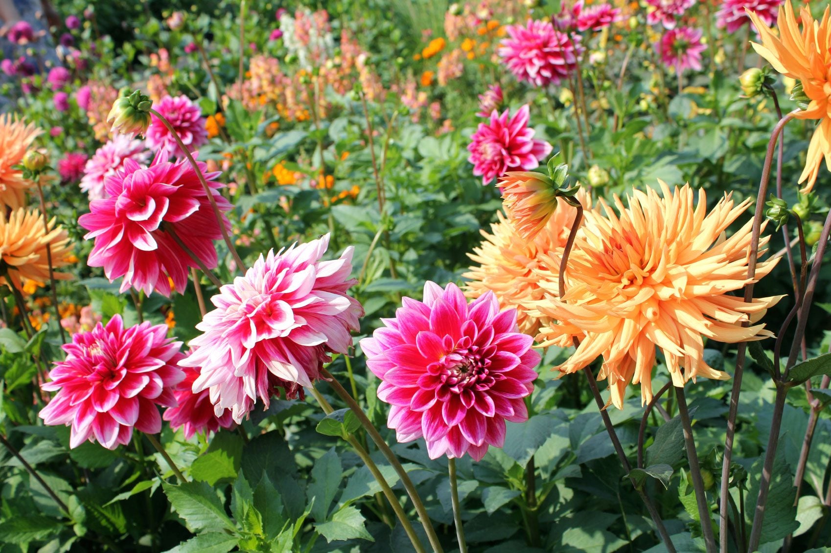 hoa thuoc duoc Dahlia flower
