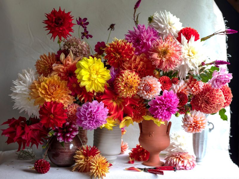 Một thoáng Dahlia - Phẩm cách kiêu sa