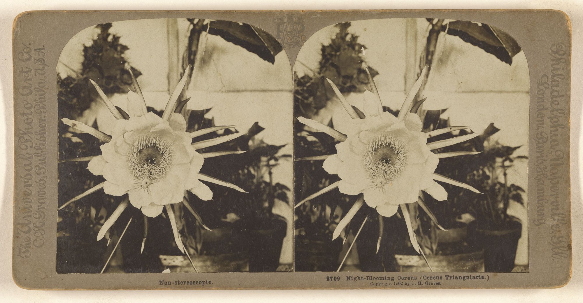 nhiep anh Night-blooming Cereus Cereus Triangularis 