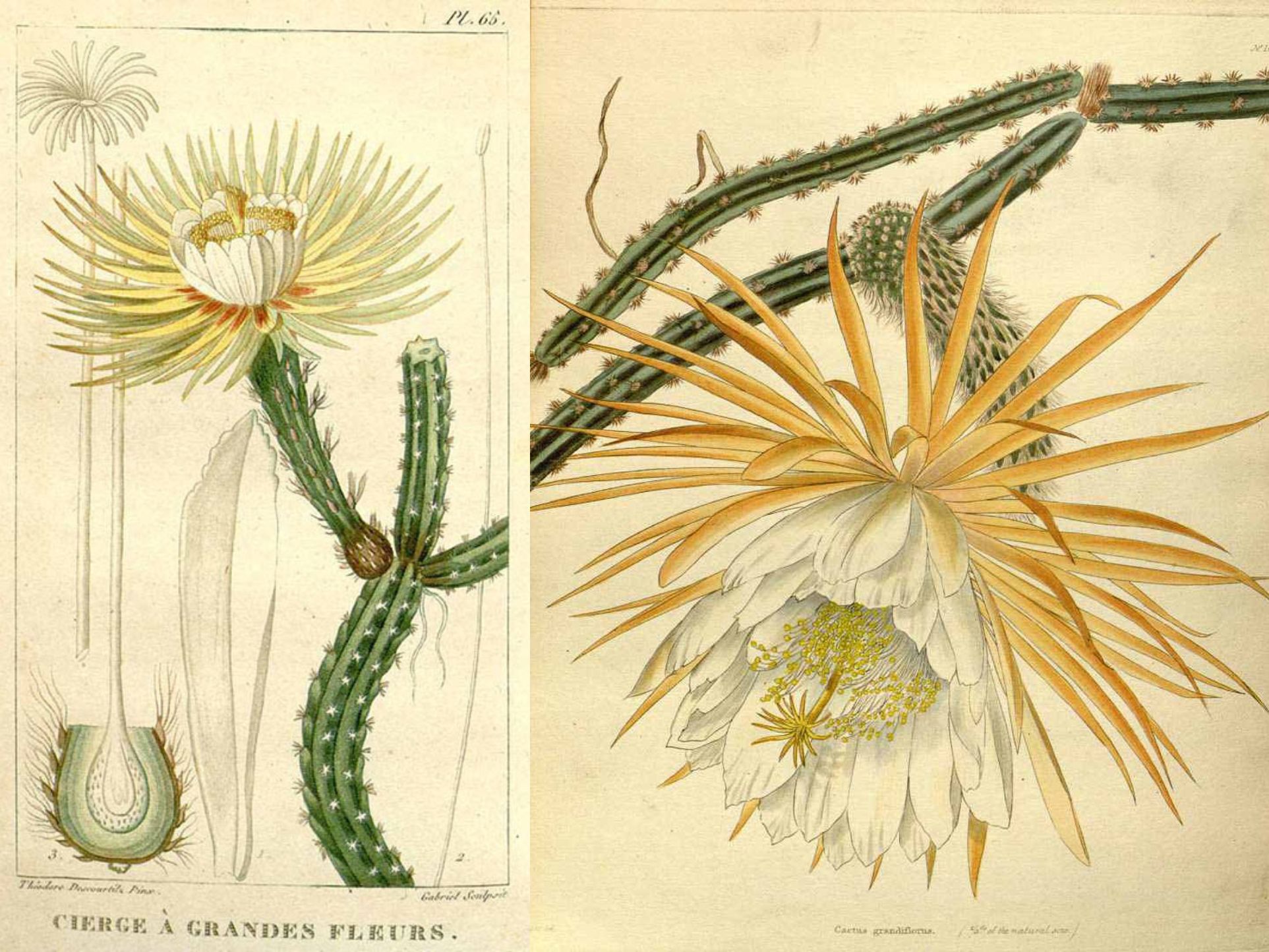 minh hoa thuc vat The Botanist’s Repository  Flore Médicale des Antilles