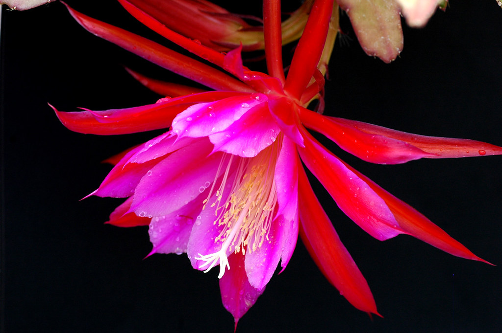 hoa quynh do thuc vat 