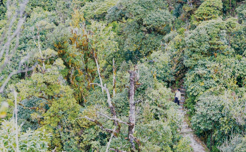 hoang su phi tay con linh ha giang tra
