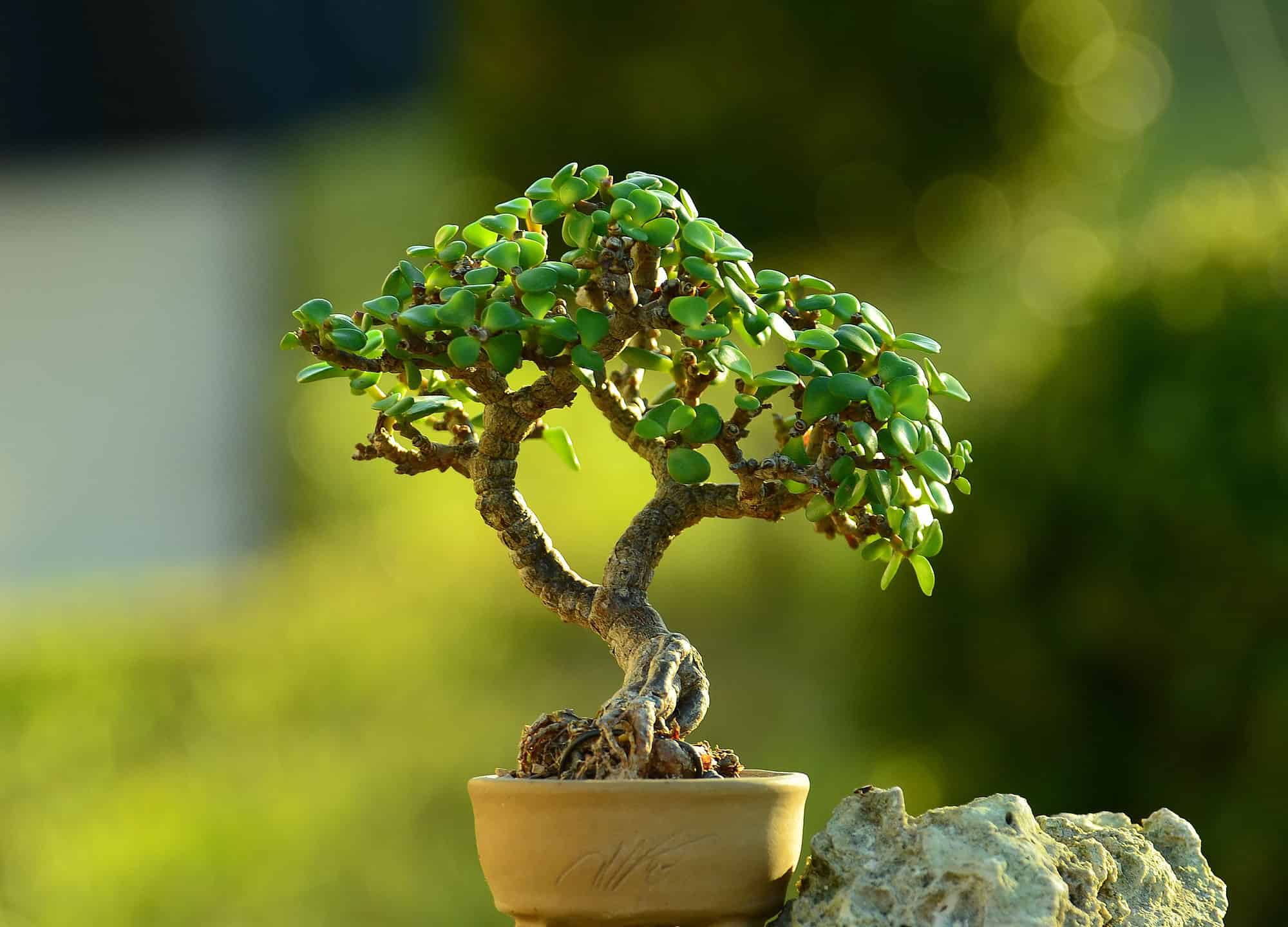 chau cay mini bonsai Begonia Tillandsia cyanea Peperomia Caperata Dracaena Sansevieria