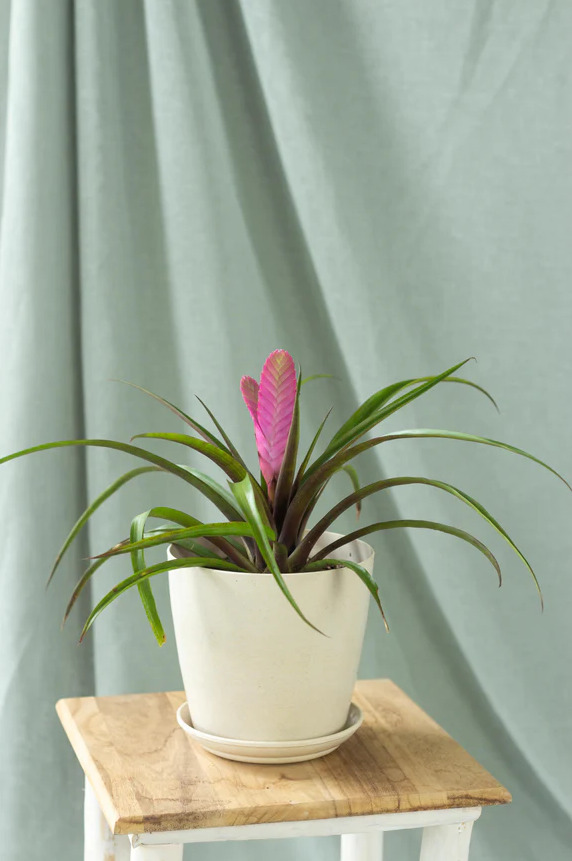 chau cay mini bonsai Begonia Tillandsia cyanea Peperomia Caperata Dracaena Sansevieria