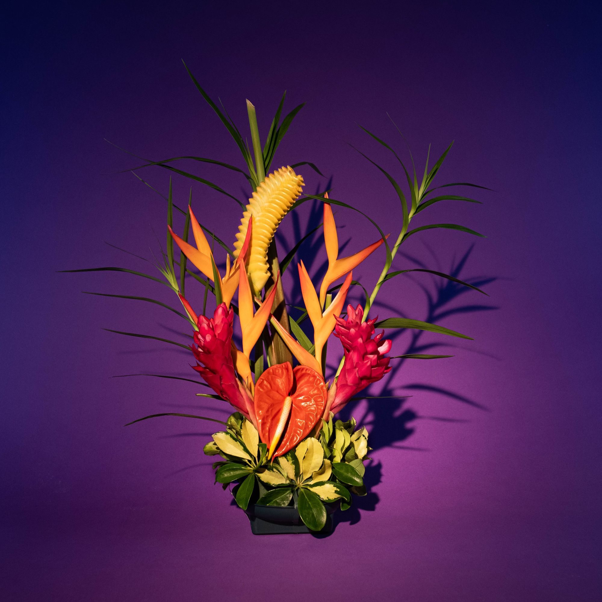 cam hoa exotic nhiet doi tropical