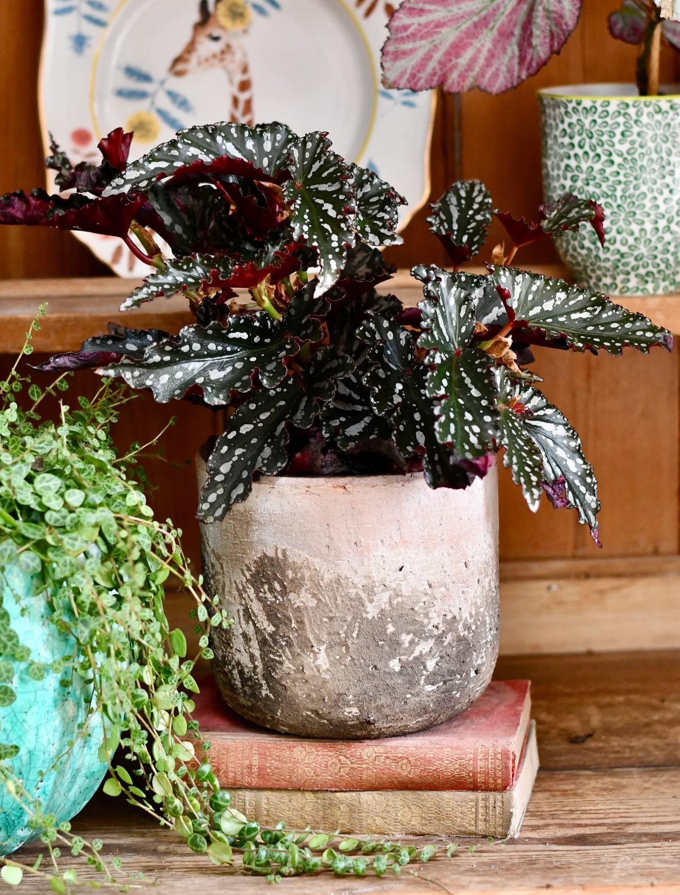 cay mini Begonia Maculata