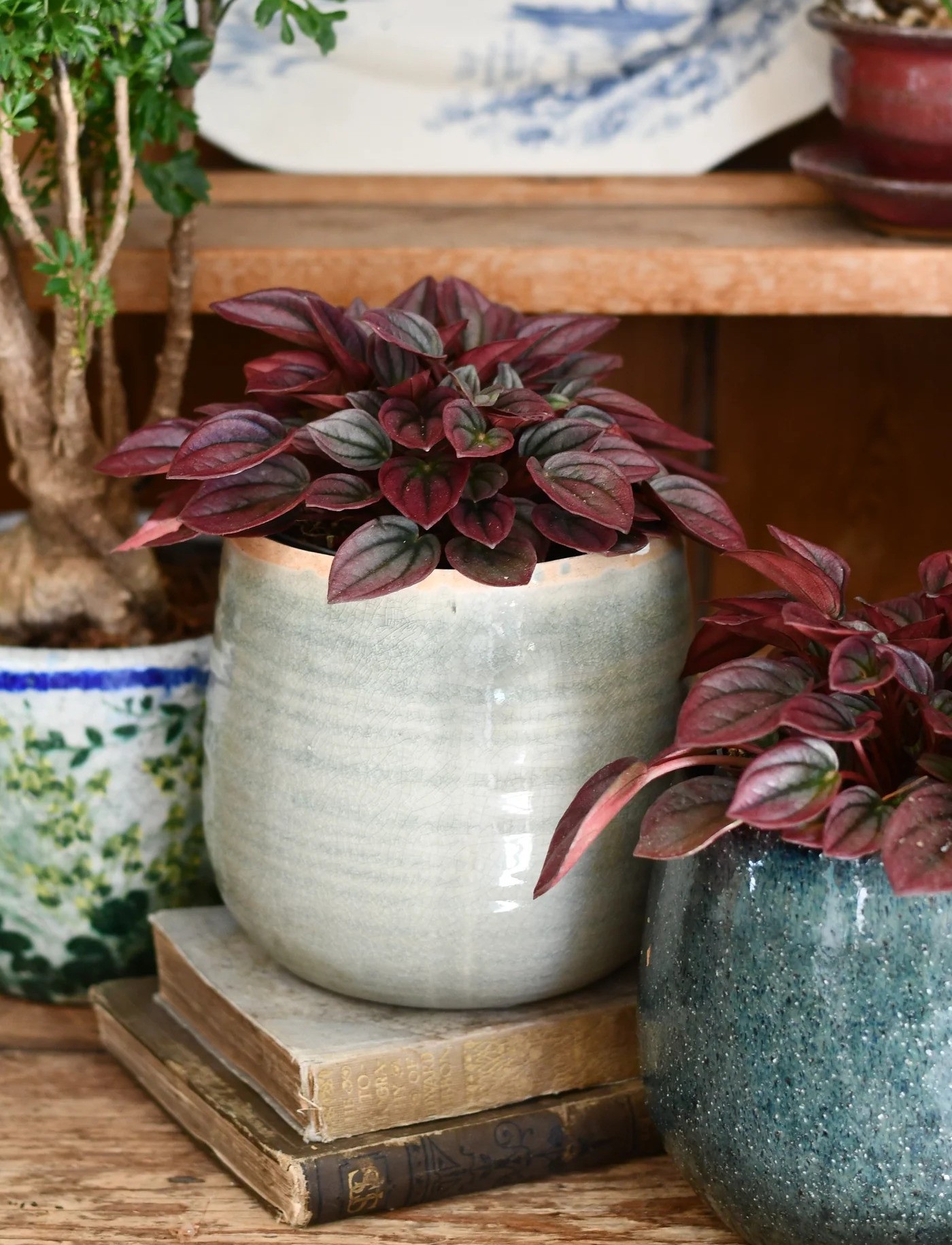 hanh tien thao indoor plant
