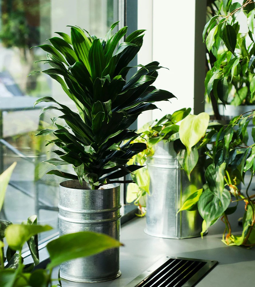 cay canh mini Dracaena fragrans thiet moc lan