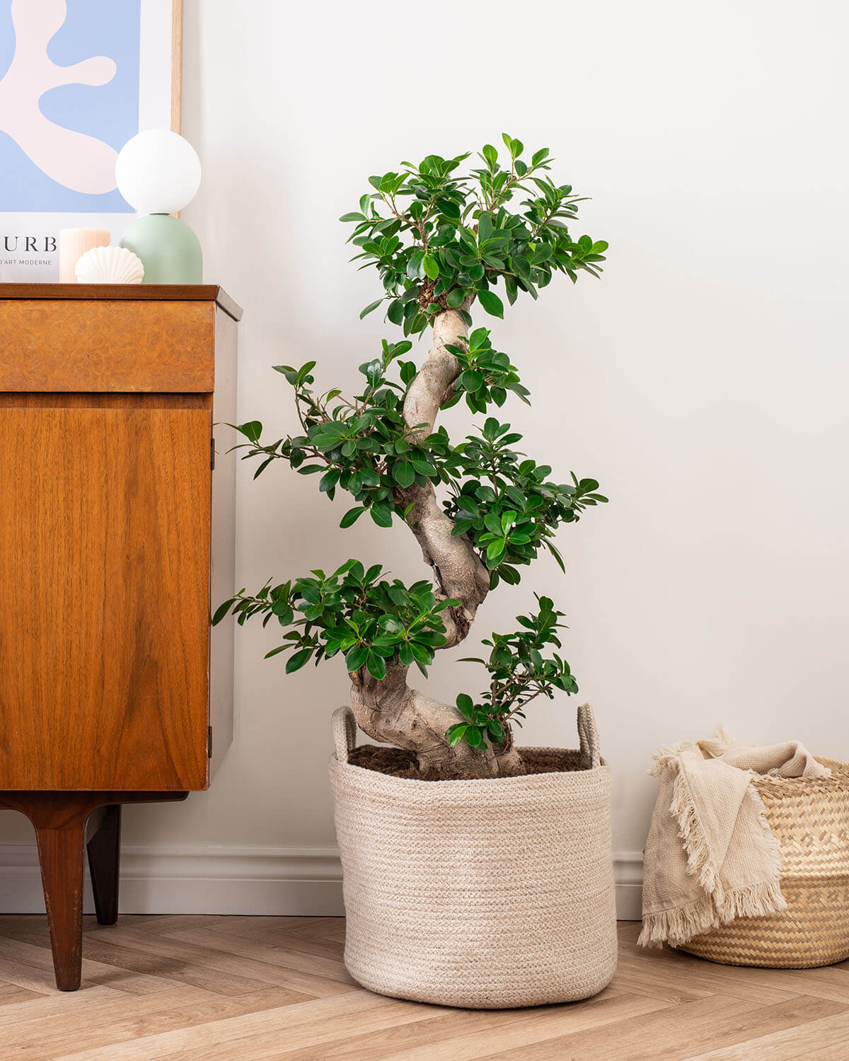 cay da mini bonsai noi that