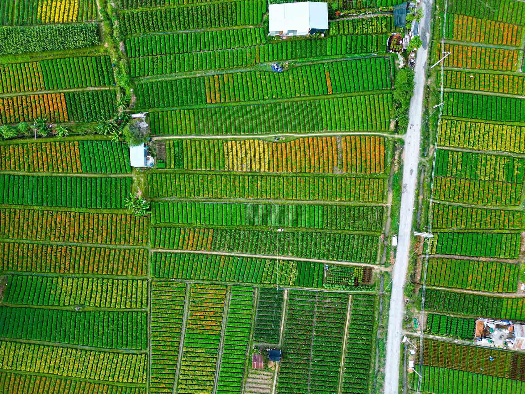 lang hoa tan ba binh duong tet co truyen