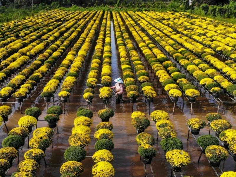 Sắc xuân miền Nam qua những làng hoa