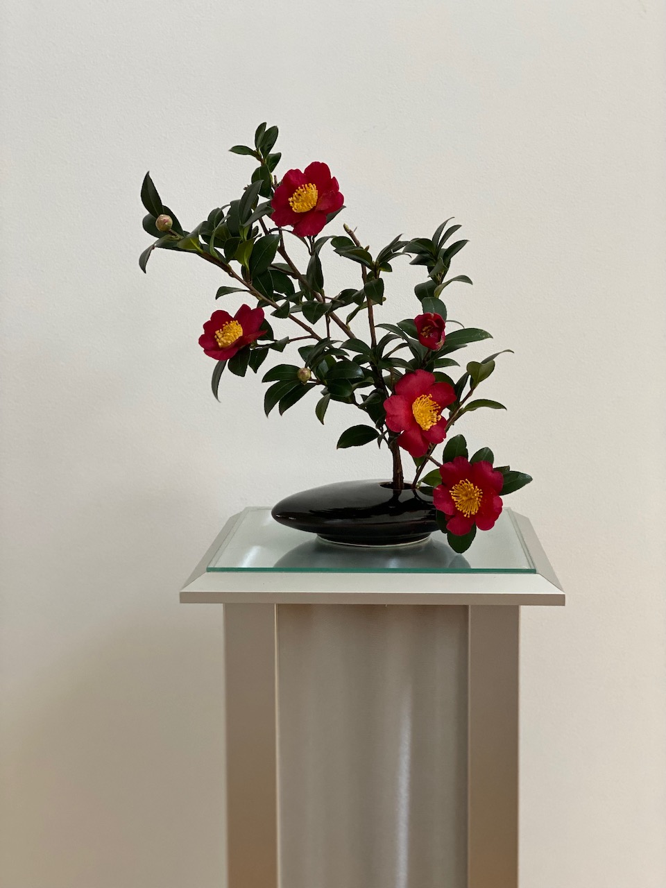 cam hoa ikebana camellia