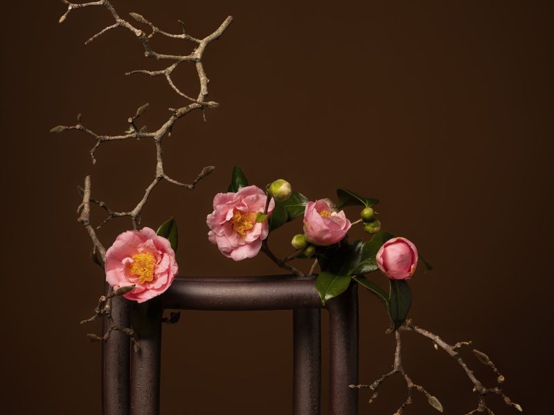 Hoa trà: Vẻ đẹp bền bỉ trong dòng chảy văn hóa Đông - Tây