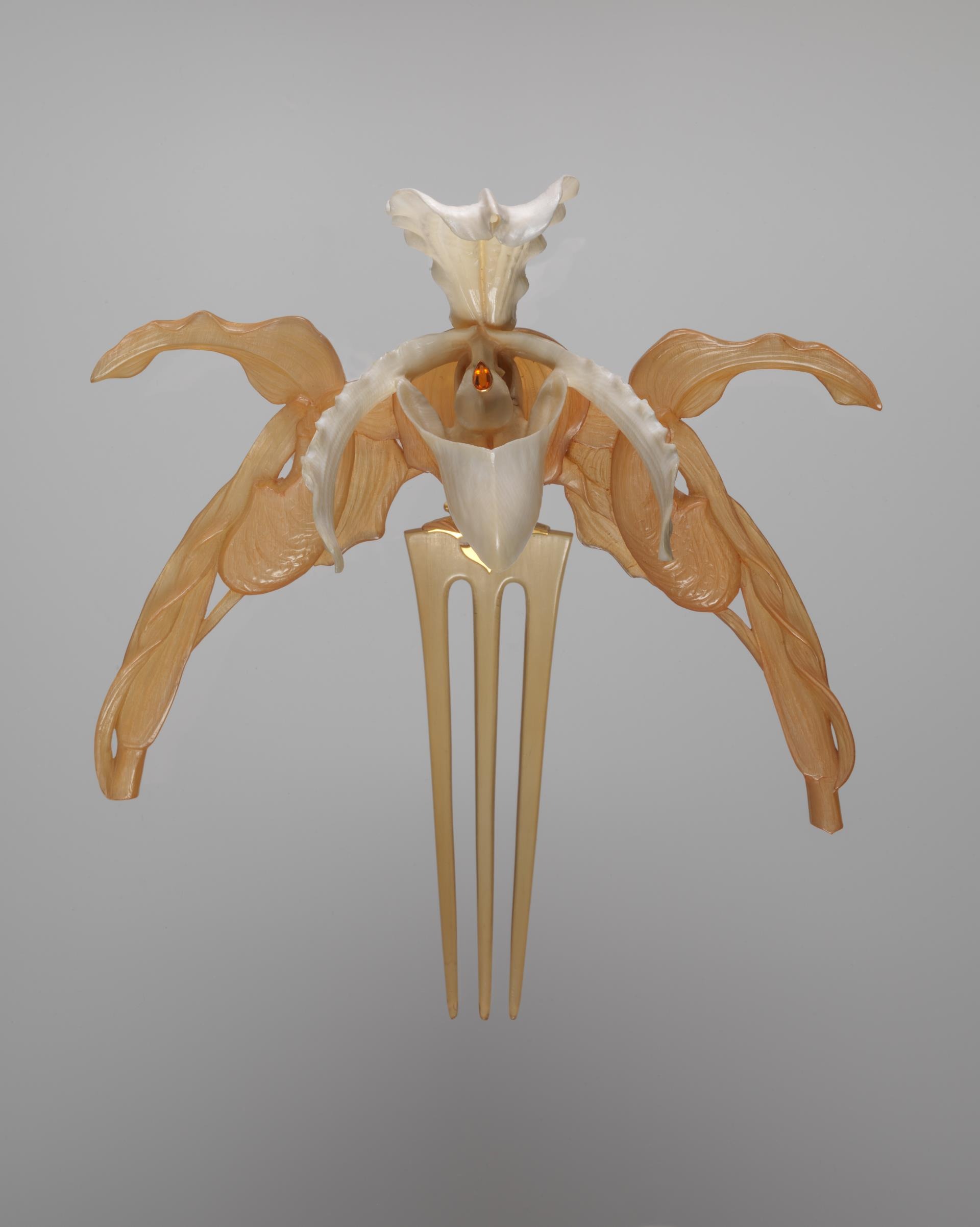 Orchidaceae cay canh