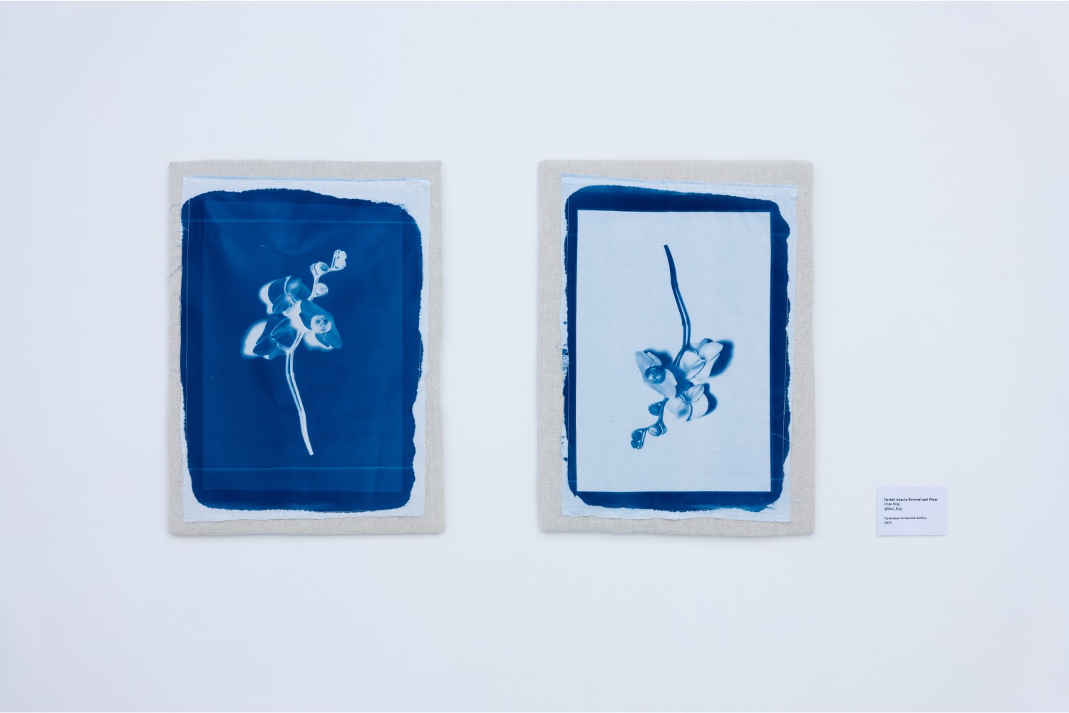 Orchidaceae cay canh