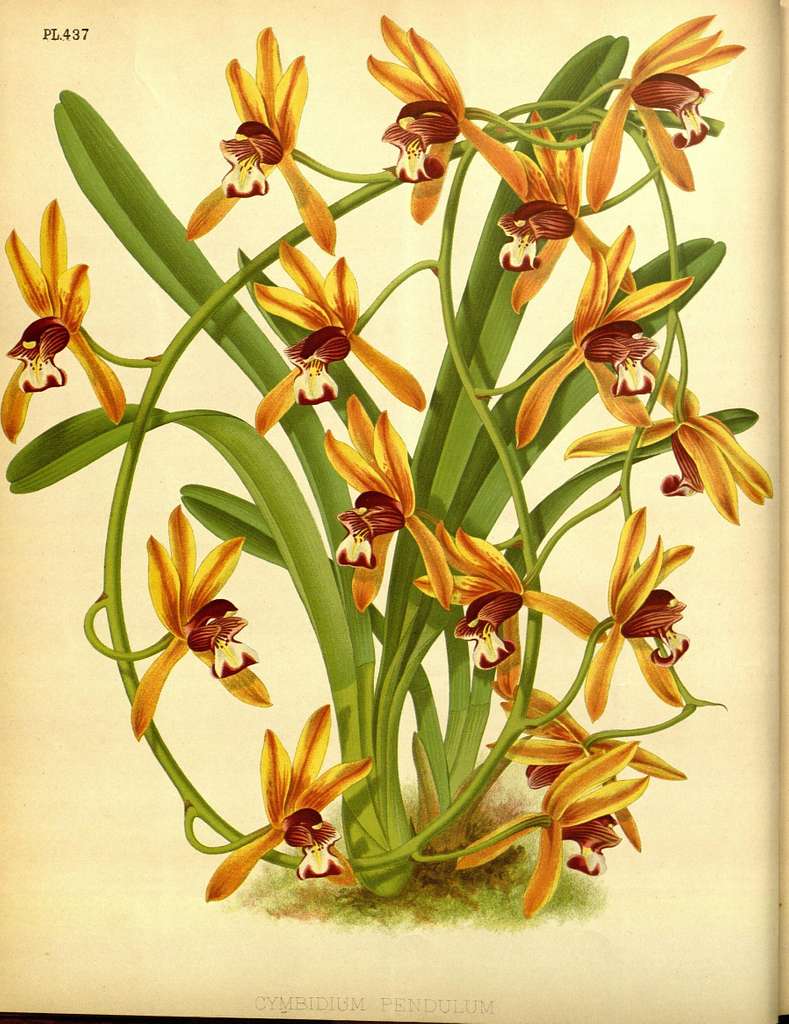 phac thao thuc vat the orchid album r warner bs williams