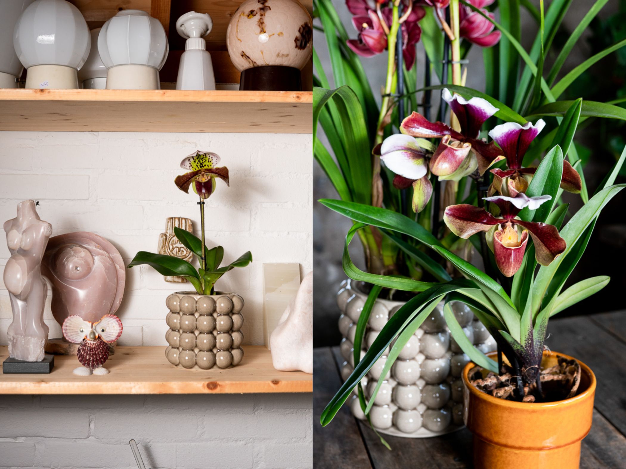 hoa lan hai Cypripedioideae cay canh trong nha