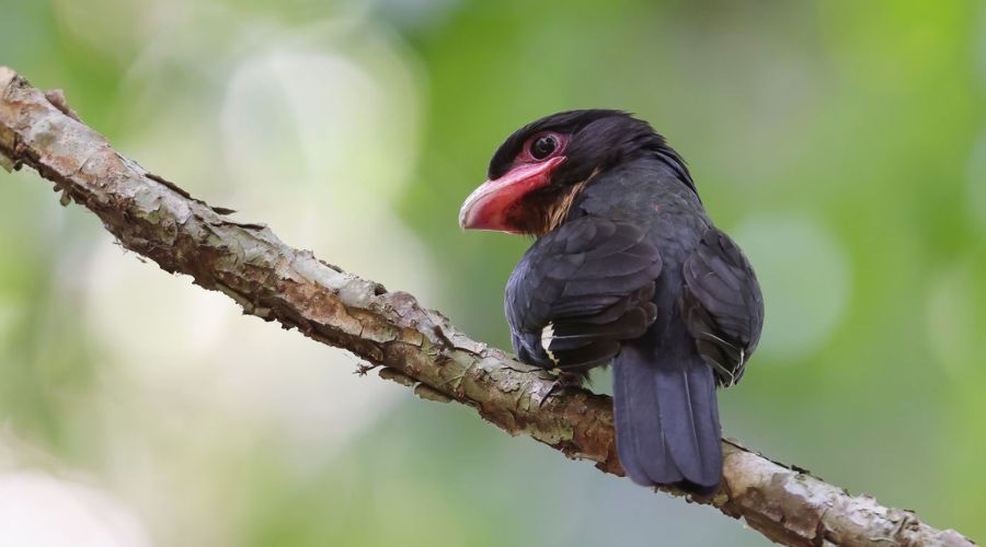 vuon quoc gia cat tien bau sau cong uoc ramsar gia day java