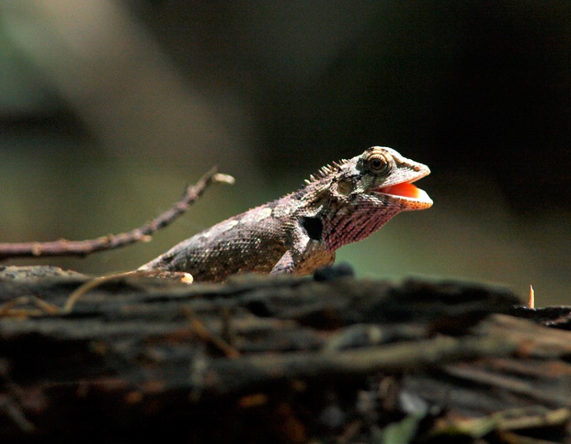 vuon quoc gia cat tien bau sau cong uoc ramsar