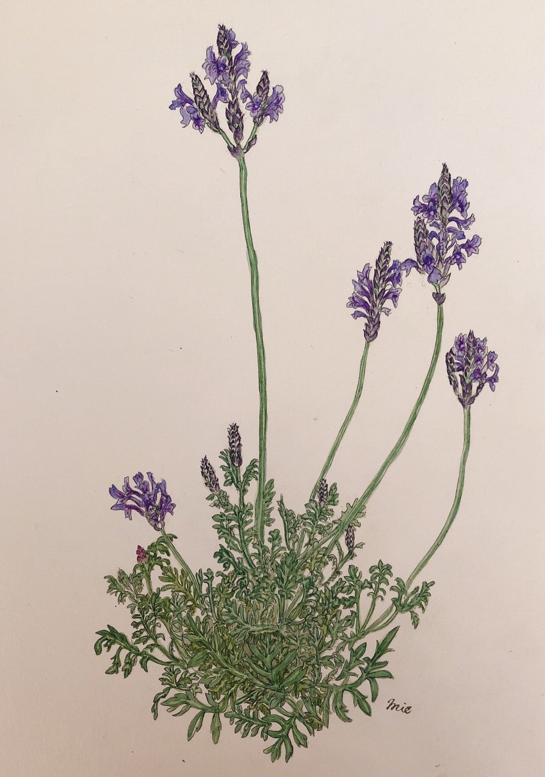 hoa oai huong lavender