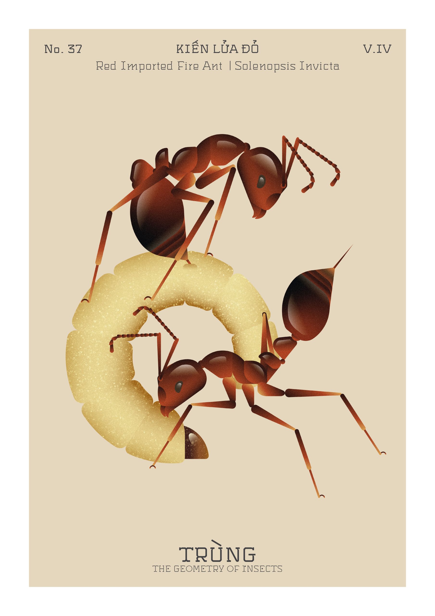 trung the geometry of insects hoa si le trong hoang toong nguyen binh khiem