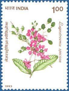 hoa bang lang Lagerstroemia speciosa