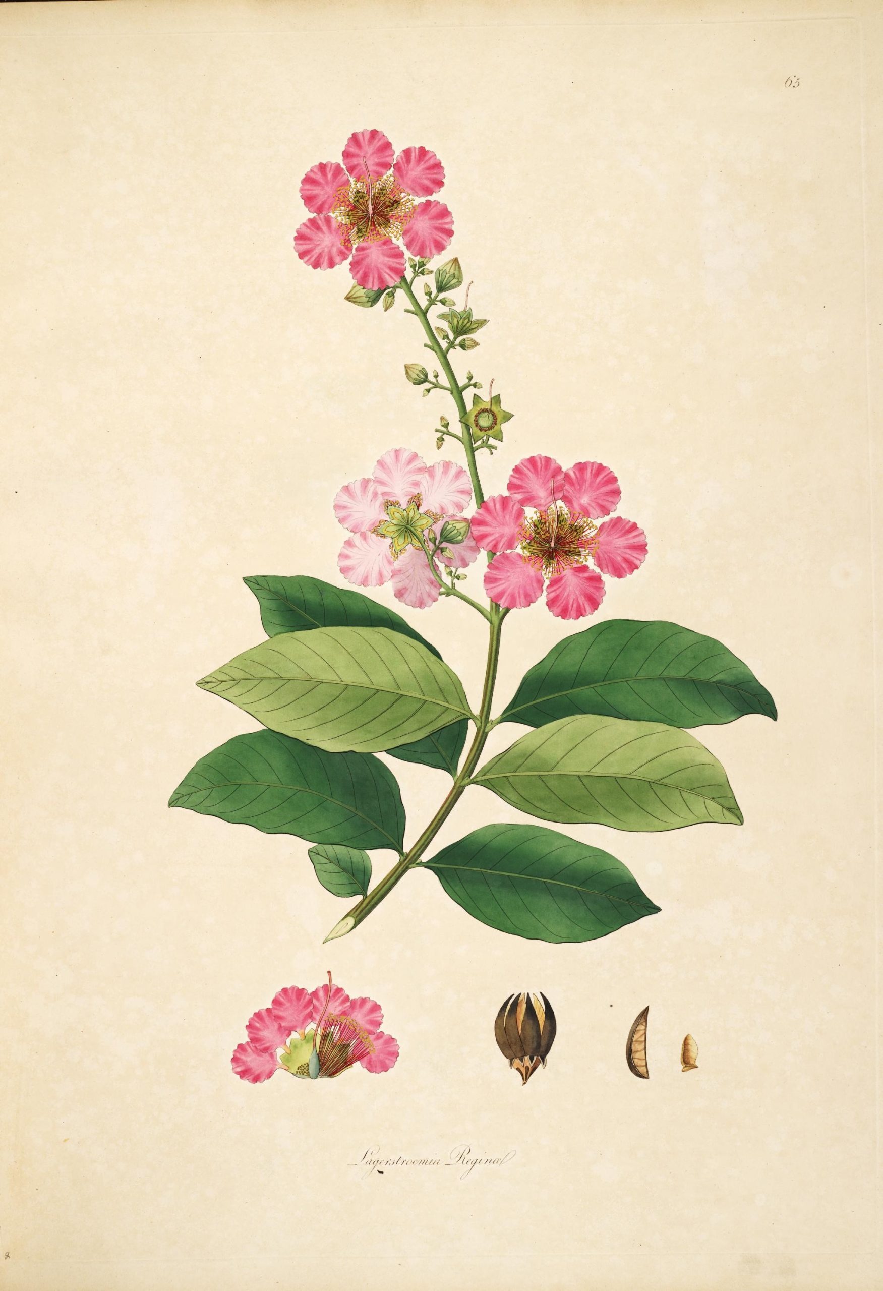 Lagerstroemia speciosa
